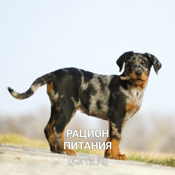 Рацион питания босеронов