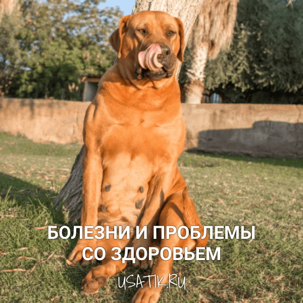 Болезни и проблемы со здоровьем