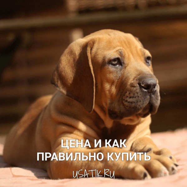 Бурбуль - цена и как правильно купить