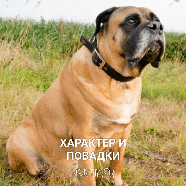 Характер и повадки бурбулей