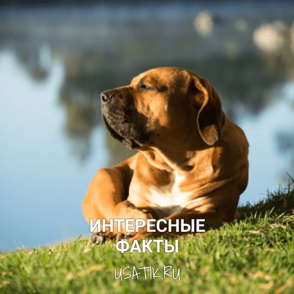 Интересные факты о бурбулях