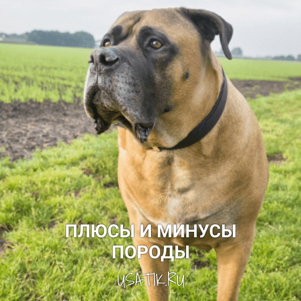 Плюсы и минусы бурбулей
