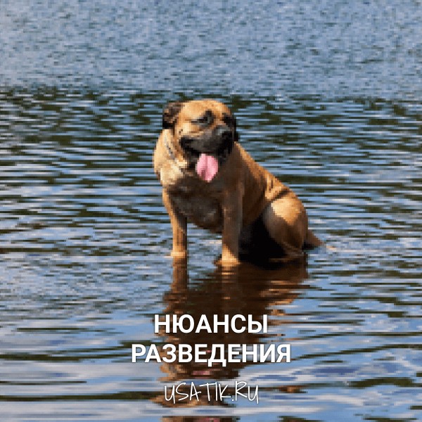 Разведение бурбулей