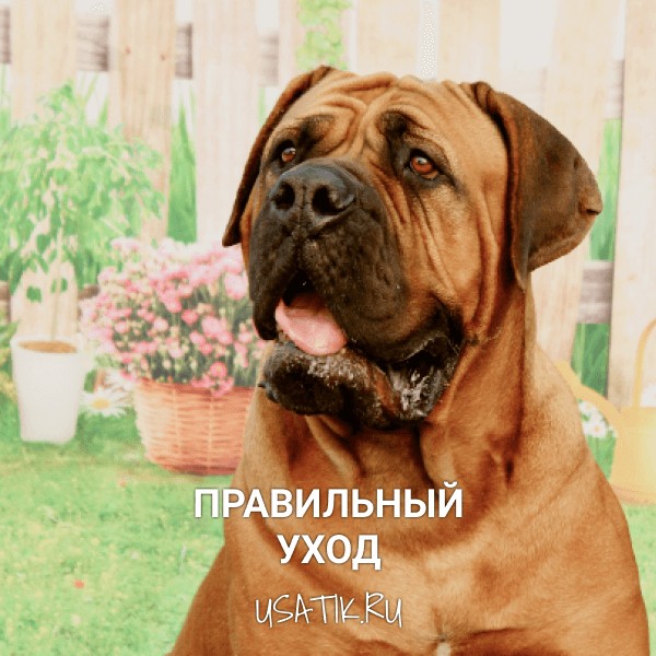 Уход за бурбулями