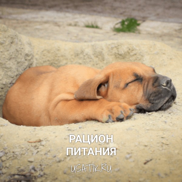 Рацион питания бурбулей