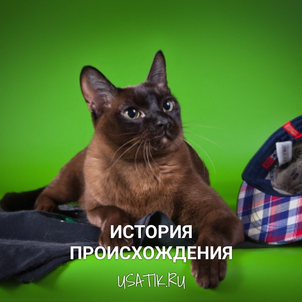 История происхождения бурманских кошек