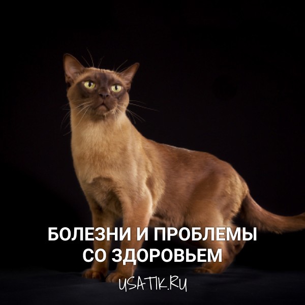 Болезни и проблемы со здоровьем