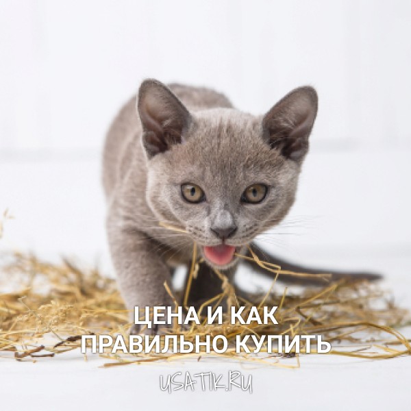 Бурманская кошка - цена и как правильно купить