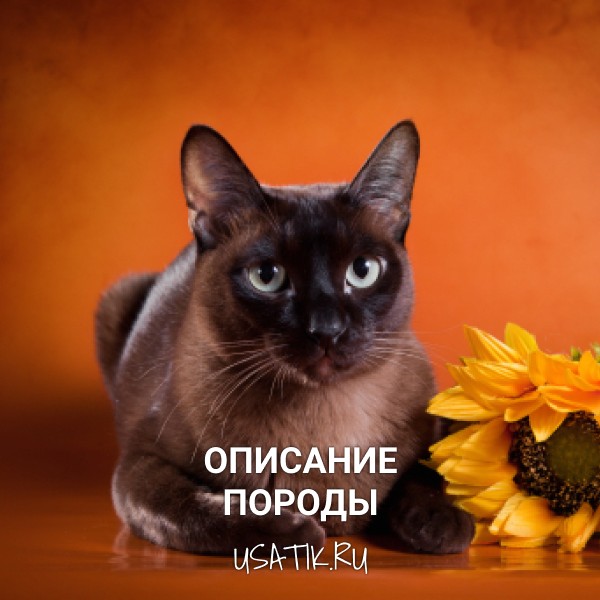 Бурманская кошка - описание породы