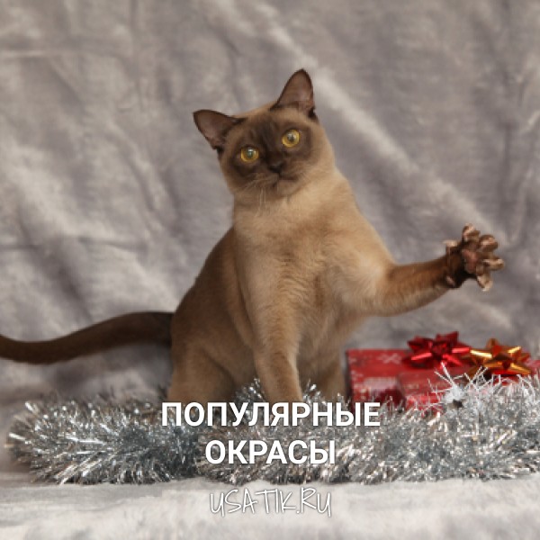 Популярные окрасы бурманских кошек