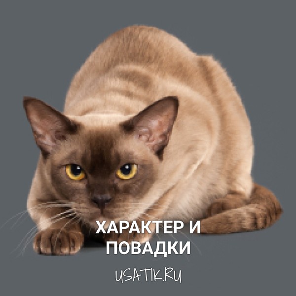 Характер и повадки бурманских кошек