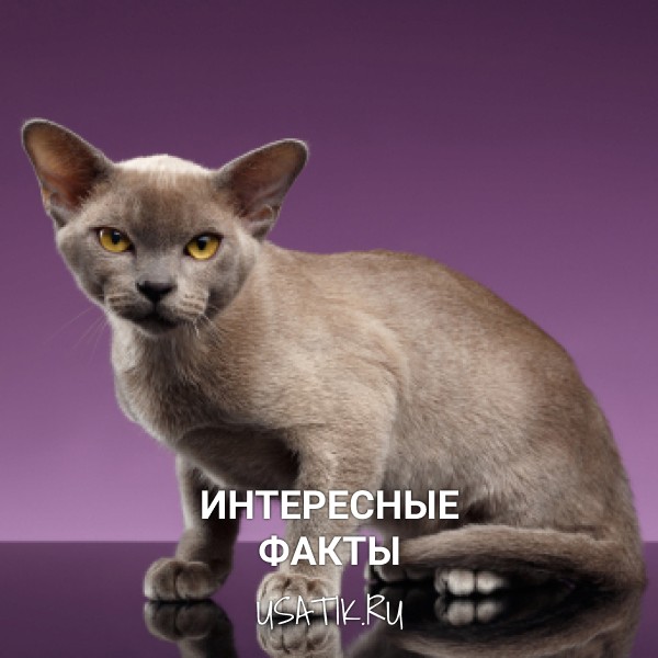 Интересные факты о бурманских кошках