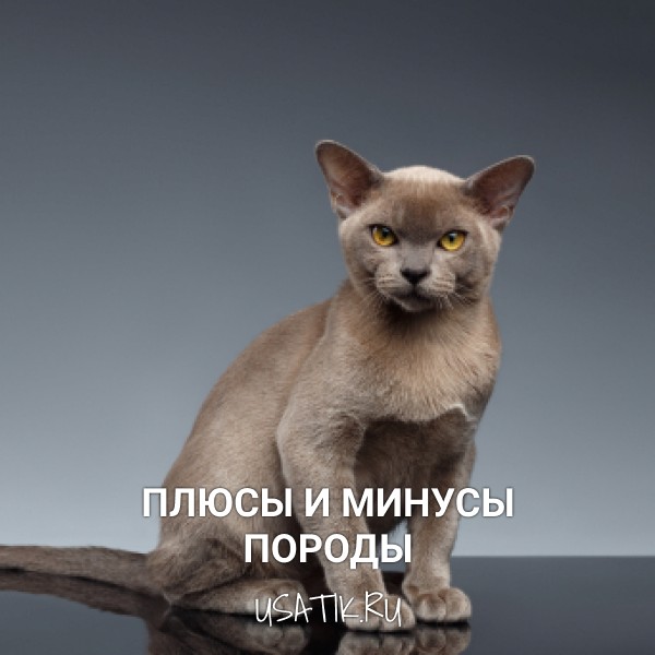 Плюсы и минусы бурманских кошек