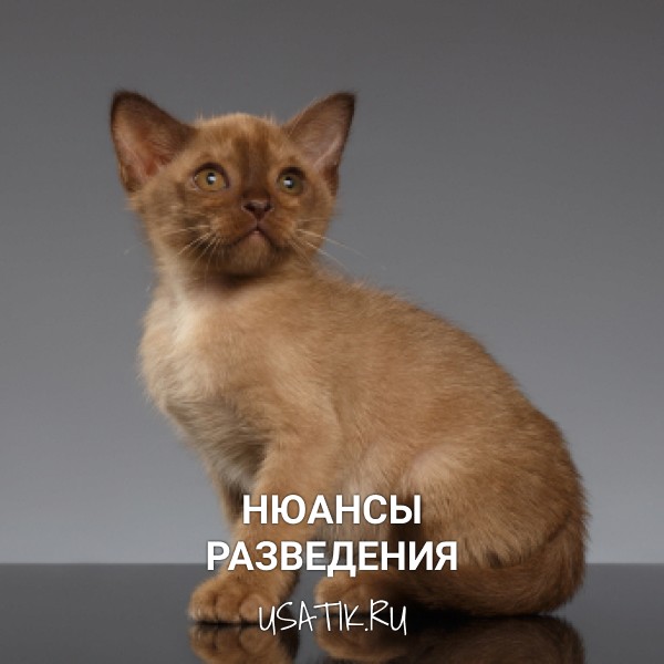 Разведение бурманских кошек