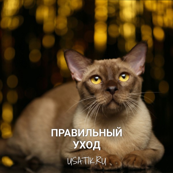Уход за бурманскими кошками