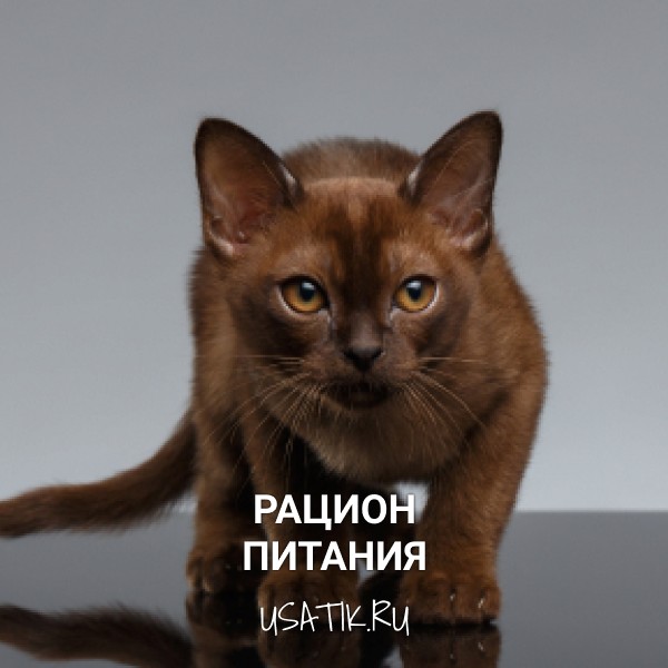 Рацион питания бурманских кошек