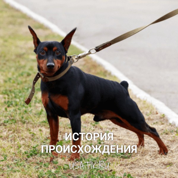 История происхождения цвергпинчеров