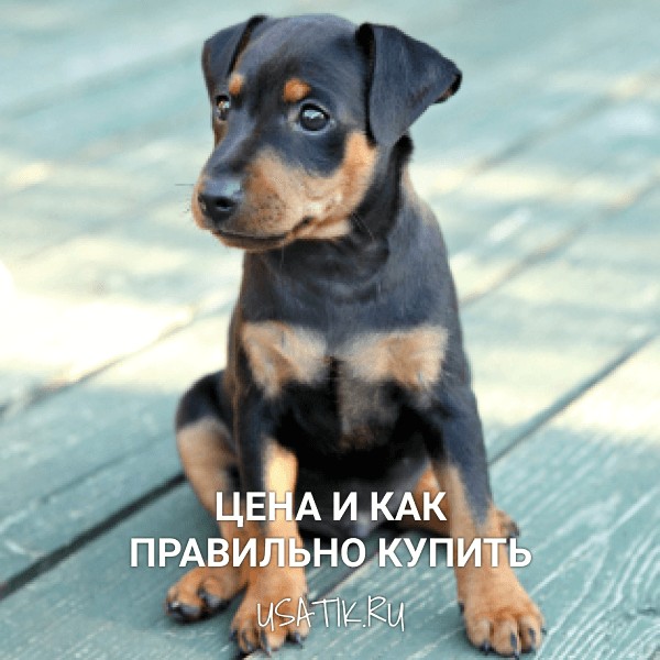 Цвергпинчер - цена и как правильно купить