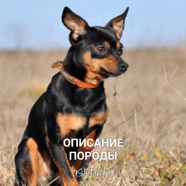 Цвергпинчер - описание породы