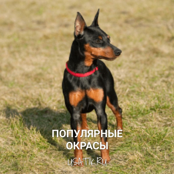 Популярные окрасы цвергпинчеров