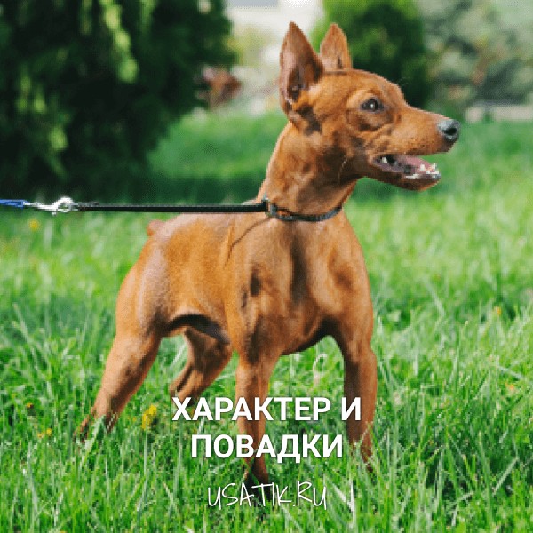 Характер и повадки цвергпинчеров