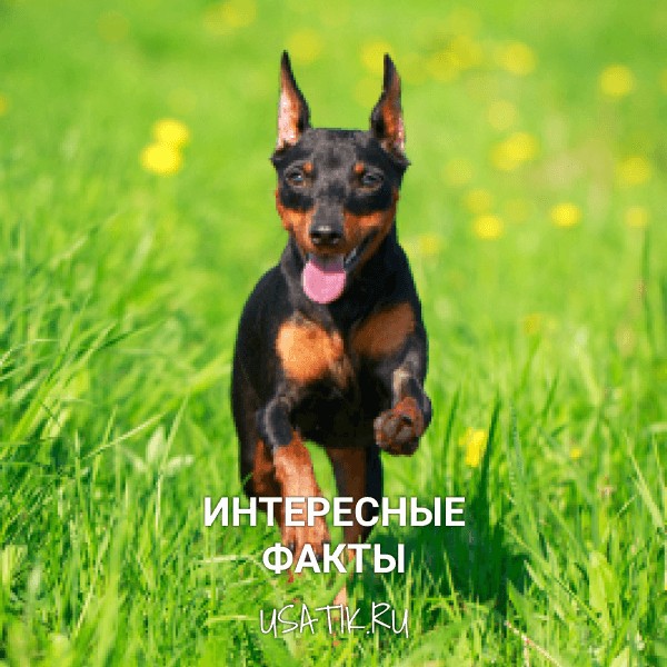 Интересные факты о цвергпинчерах