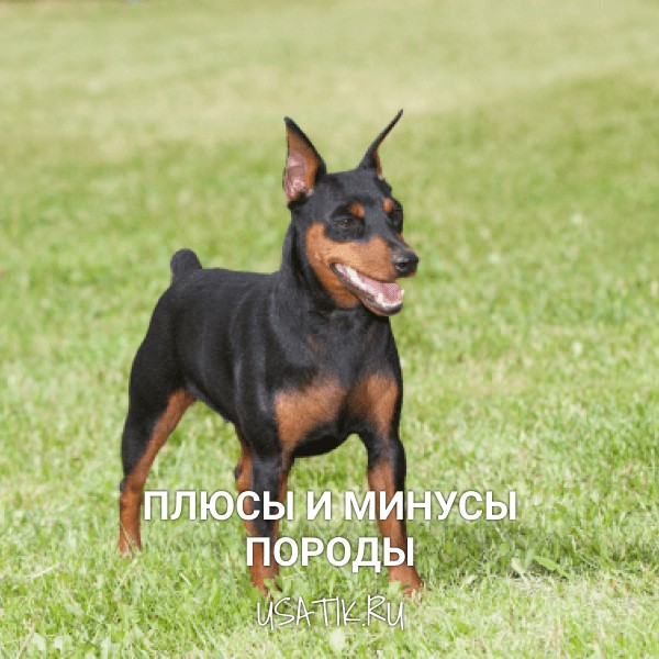 Плюсы и минусы цвергпинчеров