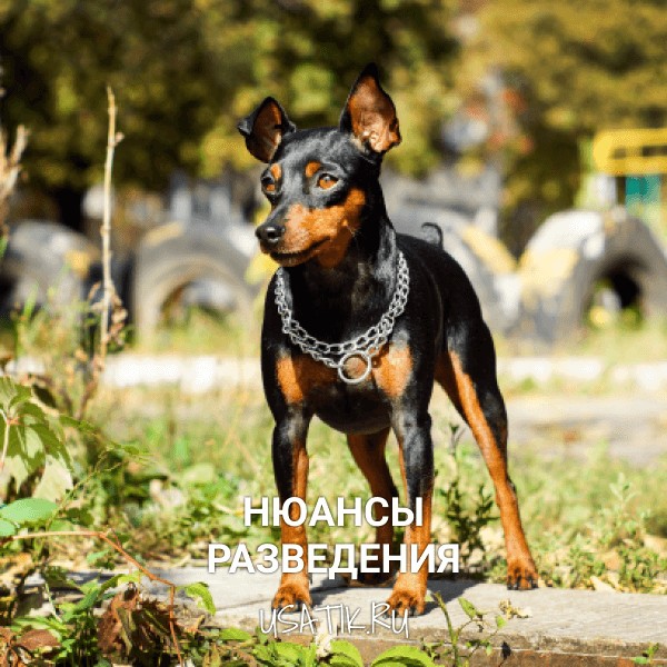 Разведение цвергпинчеров