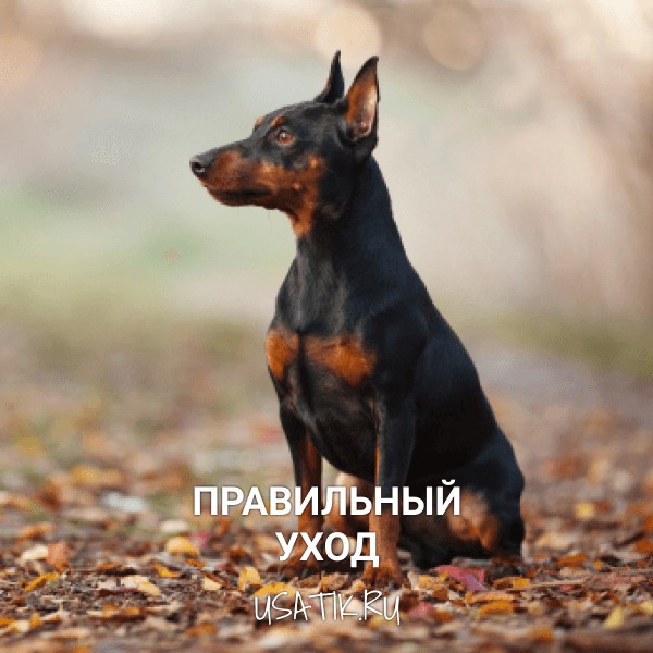 Уход за цвергпинчерами