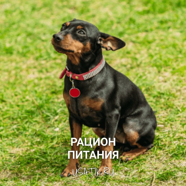 Рацион питания цвергпинчеров