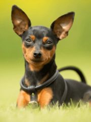 Цвергпинчер