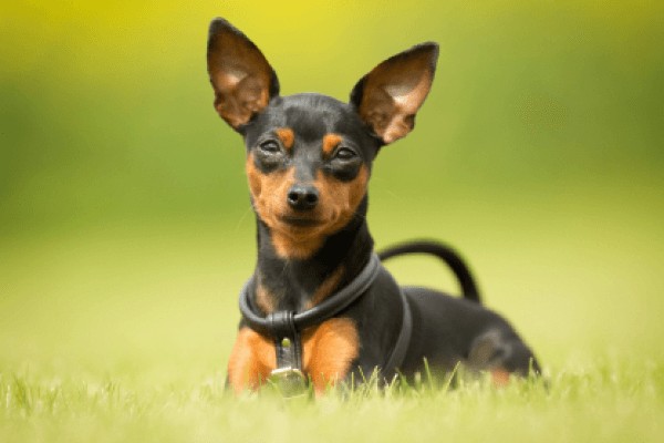 Цвергпинчер