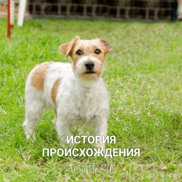 История происхождения джек-рассел-терьеров