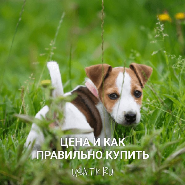 Джек-рассел-терьер - цена и как правильно купить