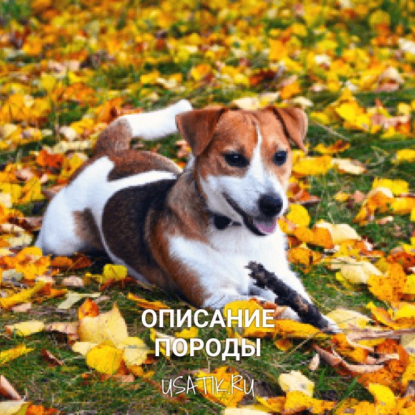 Джек-рассел-терьер - описание породы