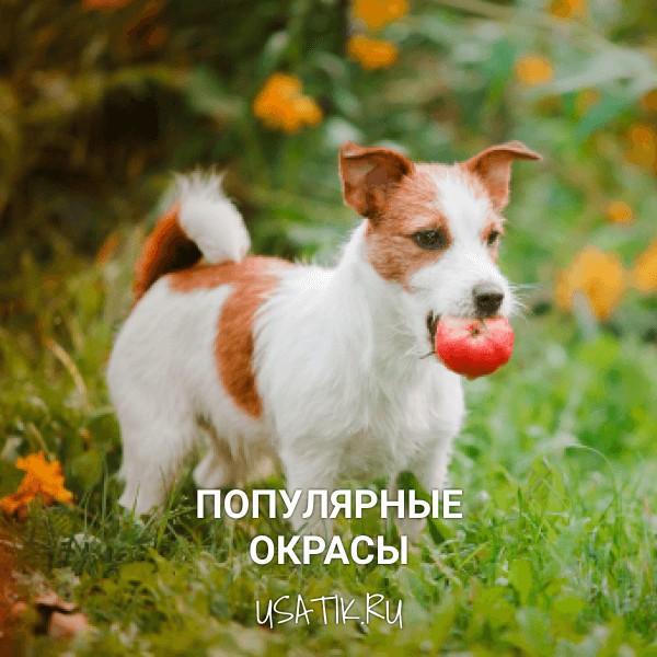 Популярные окрасы джек-рассел-терьеров