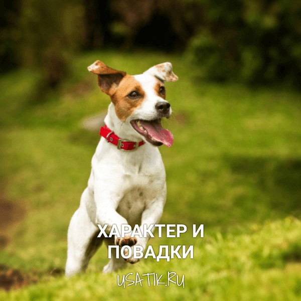 Характер и повадки джек-рассел-терьеров