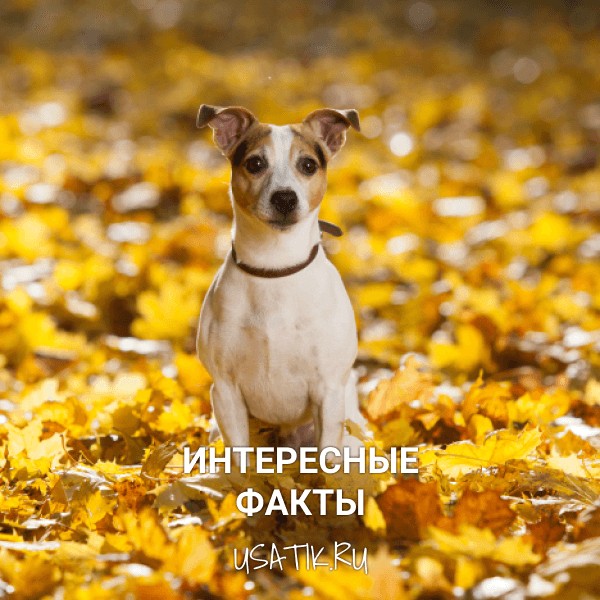 Интересные факты о джек-рассел-терьерах