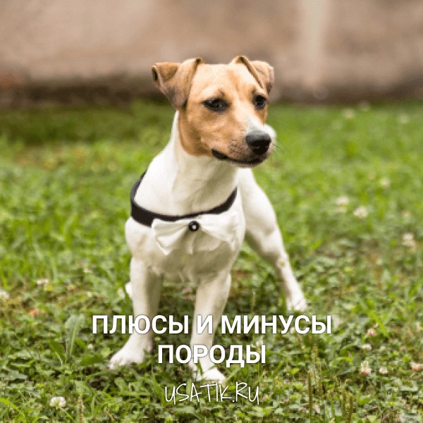 Плюсы и минусы джек-рассел-терьеров