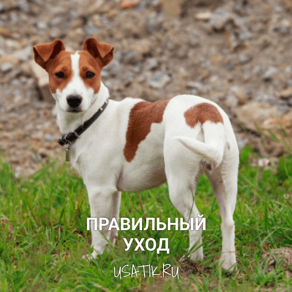 Уход за джек-рассел-терьерами