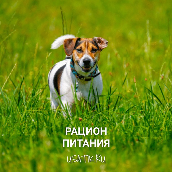 Рацион питания джек-рассел-терьеров
