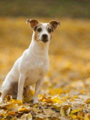 Джек-рассел-терьер