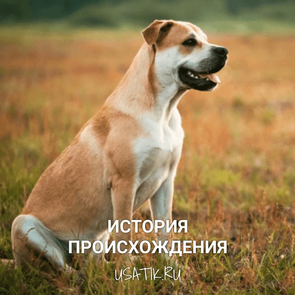 История происхождения ка-де-бо