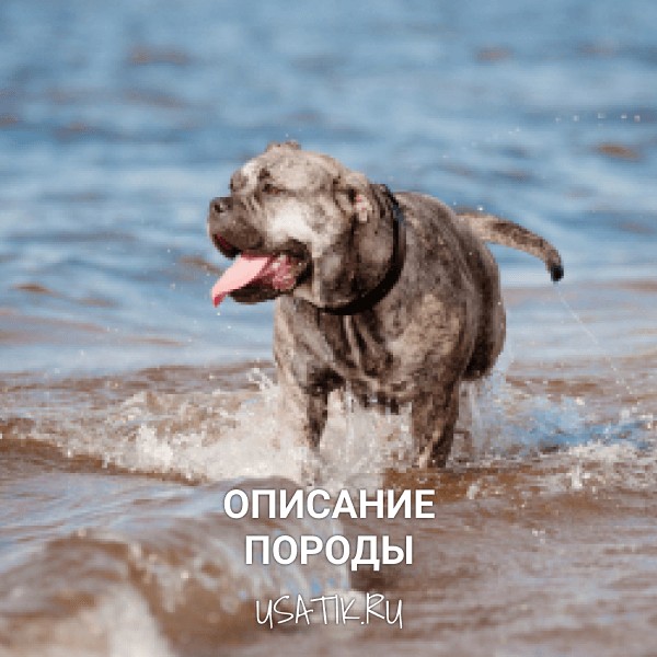 Ка-де-бо - описание породы