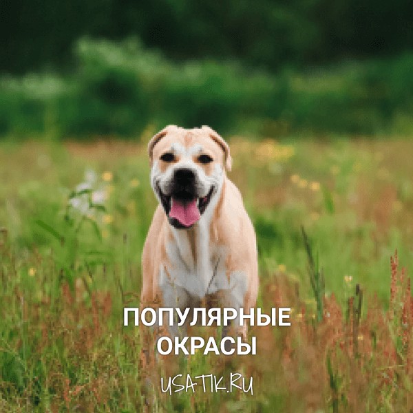 Популярные окрасы ка-де-бо