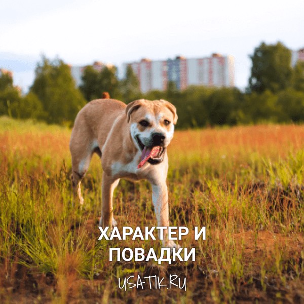 Характер и повадки ка-де-бо