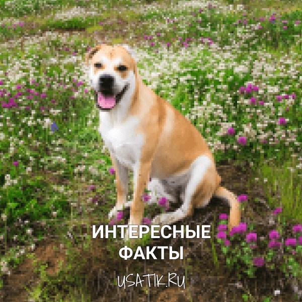 Интересные факты о ка-де-бо