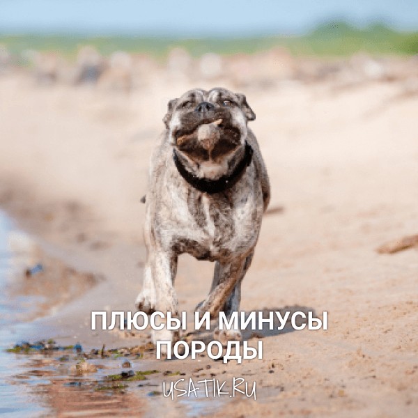 Плюсы и минусы ка-де-бо