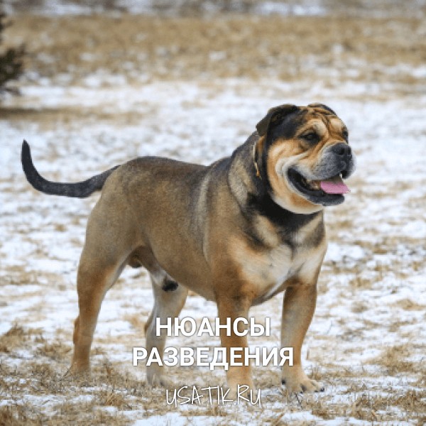 Разведение ка-де-бо