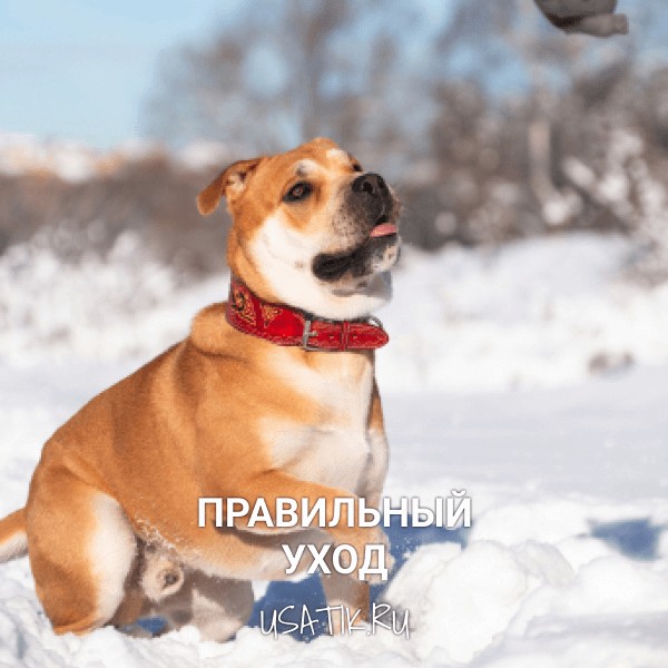 Уход за ка-де-бо